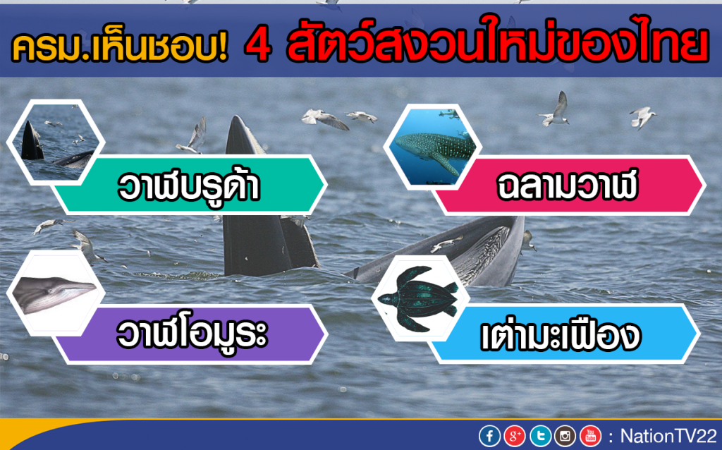 ครม.เห็นชอบ! 4 สัตว์สงวนใหม่ของไทย ครม.เห็นชอบ! 4 สัตว์สงวนใหม่ของไทย