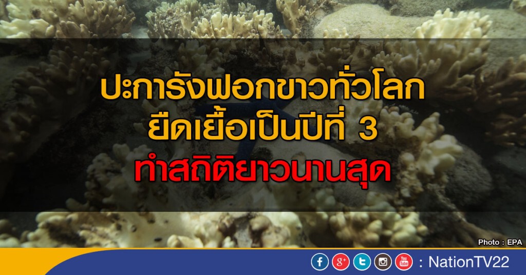 ปะการังฟอกขาว ทำสถิติยาวนานสุด ปะการังฟอกขาว ทำสถิติยาวนานสุด