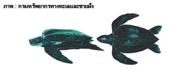 ครม.เห็นชอบ!  4 สัตว์สงวนใหม่ของไทย