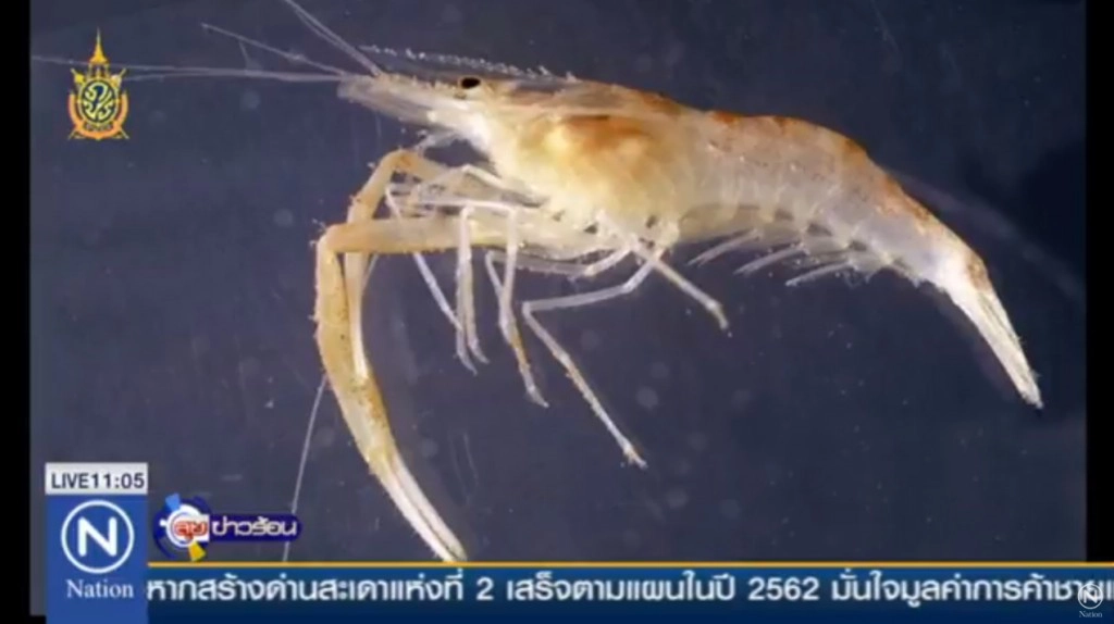 พบ "กุ้งถ้ำพระวังแดง" พันธุ์ใหม่