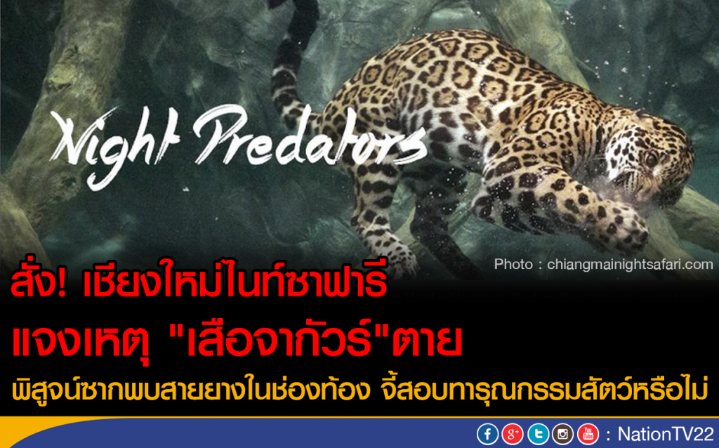 สั่ง! เชียงใหม่ไนท์ซาฟารี แจงเหตุ "เสือจากัวร์"ตาย ภายใน 90 วัน