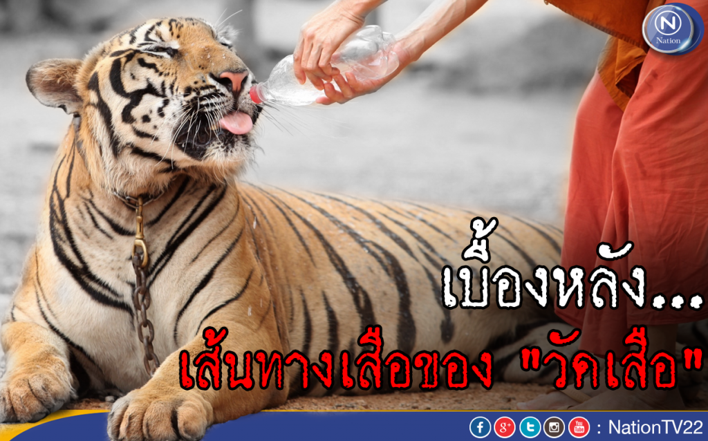 เบื้องหลัง...เส้นทางเสือของ "วัดเสือ" เบื้องหลัง...เส้นทางเสือของ "วัดเสือ"
