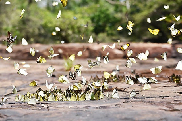 Chic-in Trip : ตะลุยกินเที่ยวสระแก้ว 4 วัน 3 คืน ตอนที่ 1