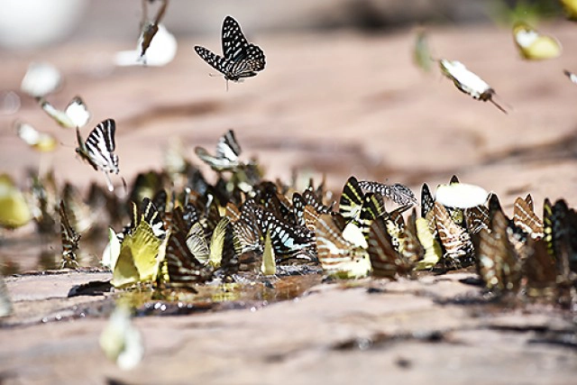 Chic-in Trip : ตะลุยกินเที่ยวสระแก้ว 4 วัน 3 คืน ตอนที่ 1