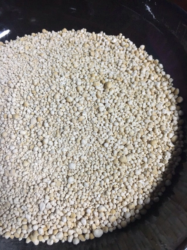 Cooking is Fun : สาคูต้น วัตถุดิบของฝากจากพัทลุง เมนูหากินยาก