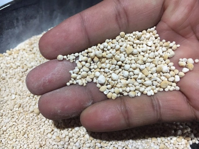 Cooking is Fun : สาคูต้น วัตถุดิบของฝากจากพัทลุง เมนูหากินยาก