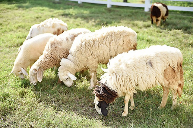 Chic-in Trip : ตะลุยกินเที่ยวสระแก้ว 4 วัน 3 คืน ตอนที่  2