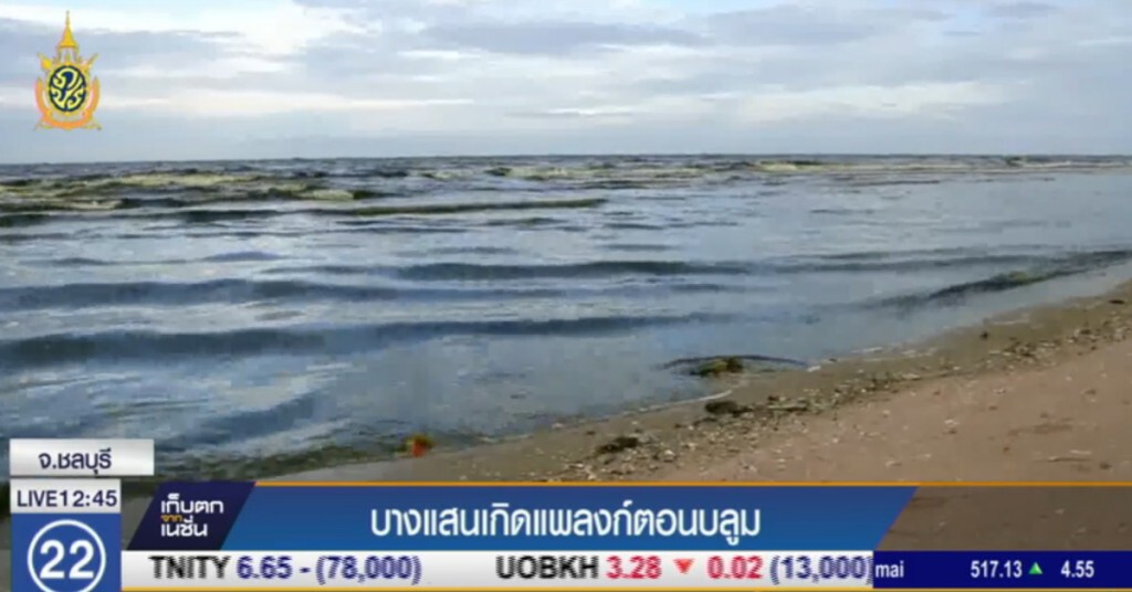 บางแสนเกิดแพลงก์ตอนบลูม บางแสนเกิดแพลงก์ตอนบลูม