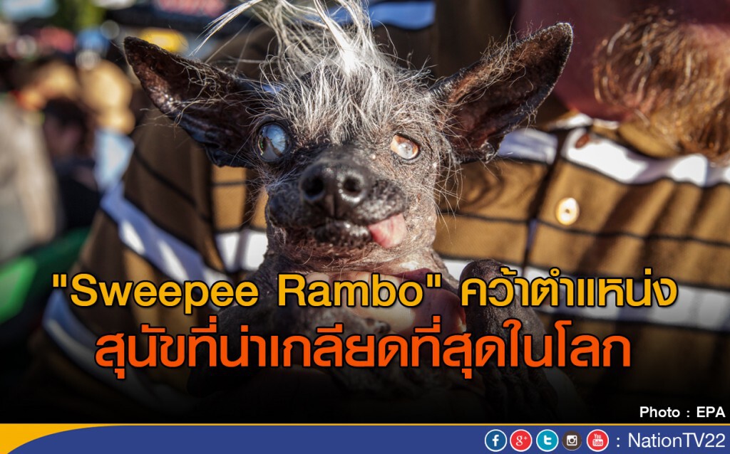 สุนัขที่น่าเกลียดที่สุดในโลก สุนัขที่น่าเกลียดที่สุดในโลก