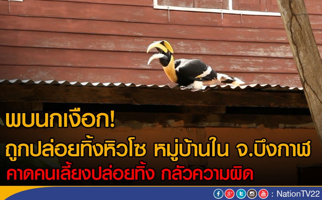 พบนกเงือก! ถูกปล่อยทิ้งหิวโซ หมู่บ้านใน จ.บึงกาฬ
คาดคนเลี้ยงปล่อยทิ้ง กลัวความผิด พบนกเงือก! ถูกปล่อยทิ้งหิวโซ หมู่บ้านใน จ.บึงกาฬ
คาดคนเลี้ยงปล่อยทิ้ง กลัวความผิด