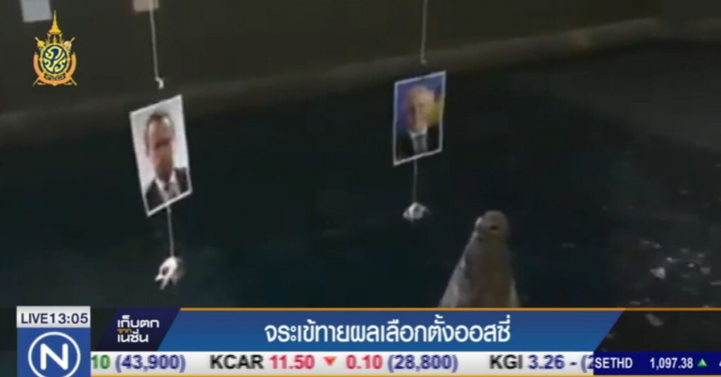 จระเข้ทายผลเลือกตั้งออสซี่ จระเข้ทายผลเลือกตั้งออสซี่