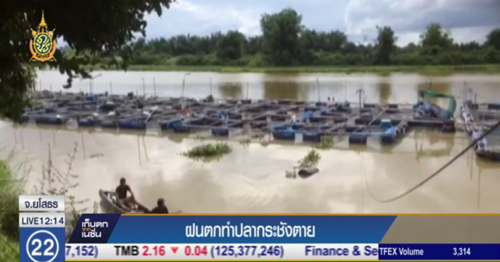 ฝนตกทำปลากระชังตาย ฝนตกทำปลากระชังตาย