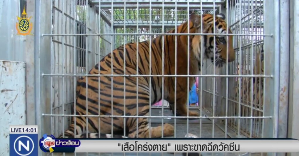 "เสือโคร่งตาย" เพราะขาดฉีดวัคซีน "เสือโคร่งตาย" เพราะขาดฉีดวัคซีน