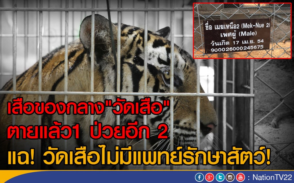 เสือของกลาง"วัดเสือ"
ตายแล้ว1 ป่วยอีก 2