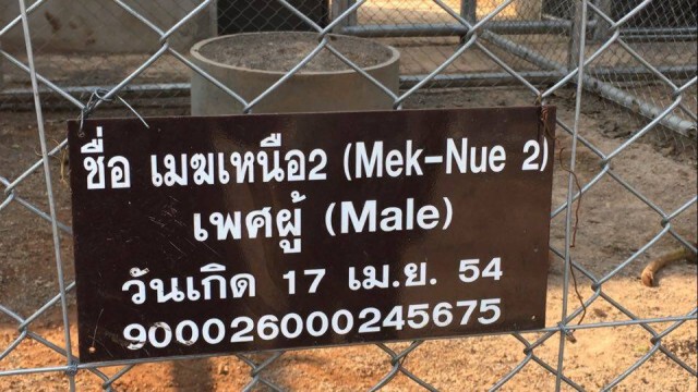 เสือของกลาง"วัดเสือ"
ตายแล้ว1 ป่วยอีก 2