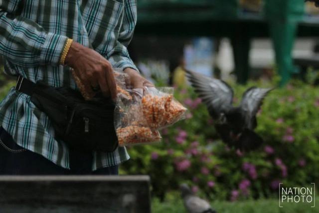 อาชีพขายอาหารนกยังมีที่สนามหลวง หลังกทม.ปรับปรุงภูมิทัศน์