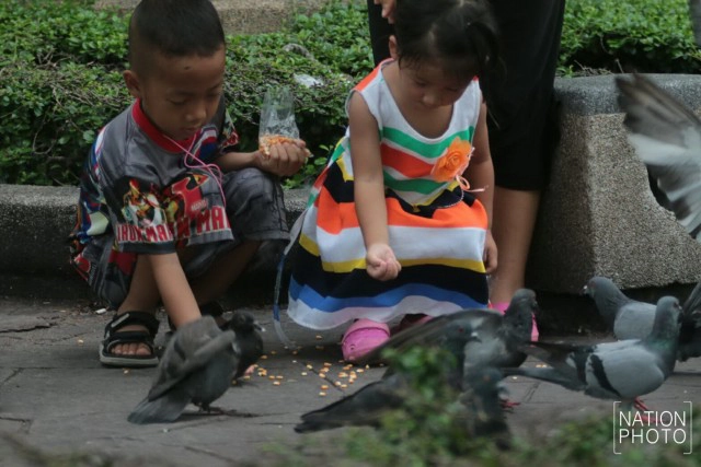 อาชีพขายอาหารนกยังมีที่สนามหลวง หลังกทม.ปรับปรุงภูมิทัศน์