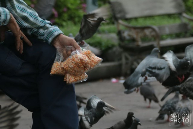 อาชีพขายอาหารนกยังมีที่สนามหลวง หลังกทม.ปรับปรุงภูมิทัศน์