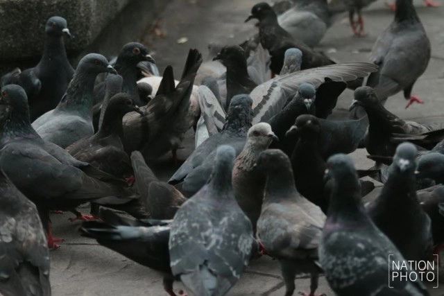 อาชีพขายอาหารนกยังมีที่สนามหลวง หลังกทม.ปรับปรุงภูมิทัศน์