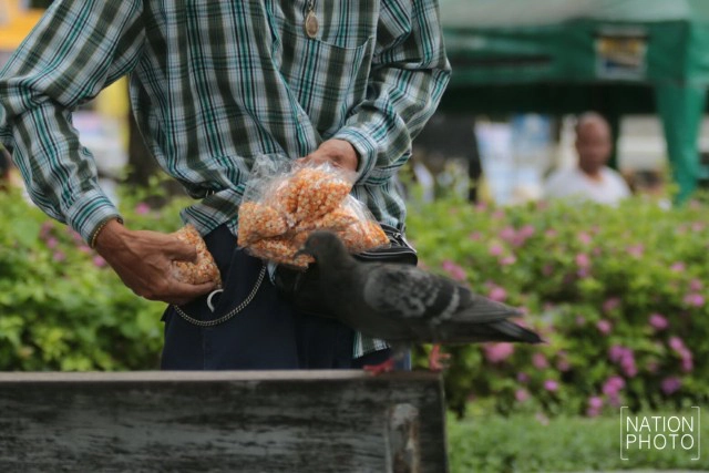 อาชีพขายอาหารนกยังมีที่สนามหลวง หลังกทม.ปรับปรุงภูมิทัศน์