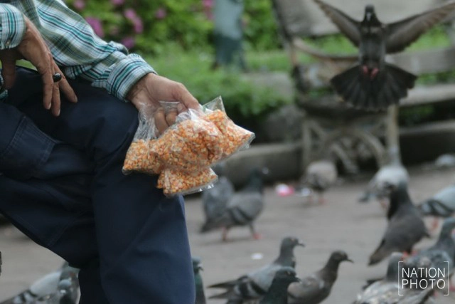 อาชีพขายอาหารนกยังมีที่สนามหลวง หลังกทม.ปรับปรุงภูมิทัศน์