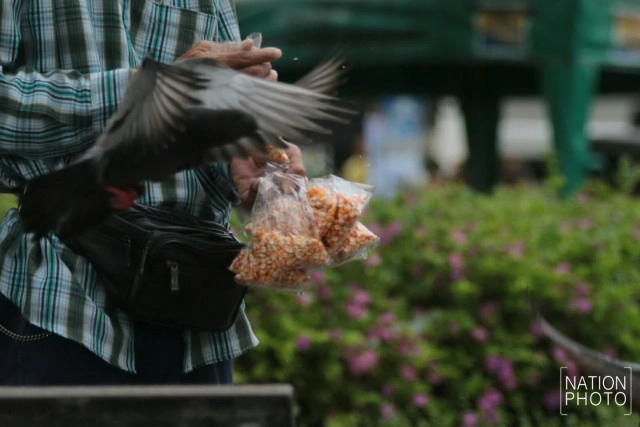 อาชีพขายอาหารนกยังมีที่สนามหลวง หลังกทม.ปรับปรุงภูมิทัศน์