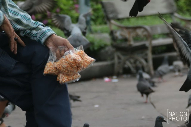อาชีพขายอาหารนกยังมีที่สนามหลวง หลังกทม.ปรับปรุงภูมิทัศน์