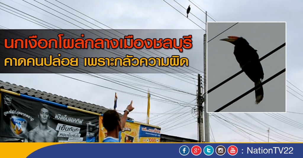 แตกตื่นนกเงือกเข้ามาอยู่ในเมือง แตกตื่นนกเงือกเข้ามาอยู่ในเมือง
