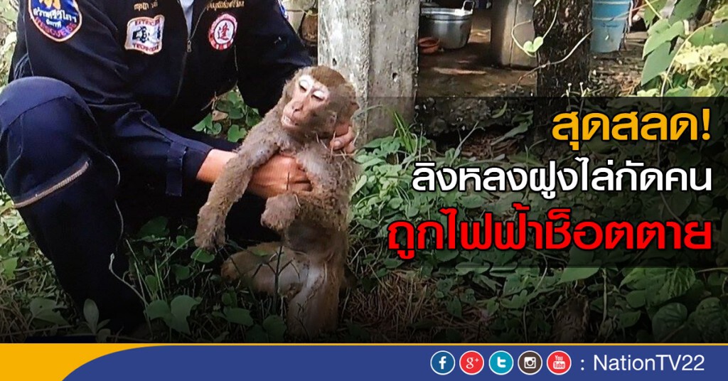 ลิงหลงฝูงไล่กัดคน ถูกไฟฟ้าช็อตตาย ลิงหลงฝูงไล่กัดคน ถูกไฟฟ้าช็อตตาย