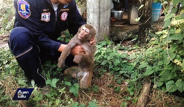 ลิงหลงฝูงไล่กัดคน ถูกไฟฟ้าช็อตตาย