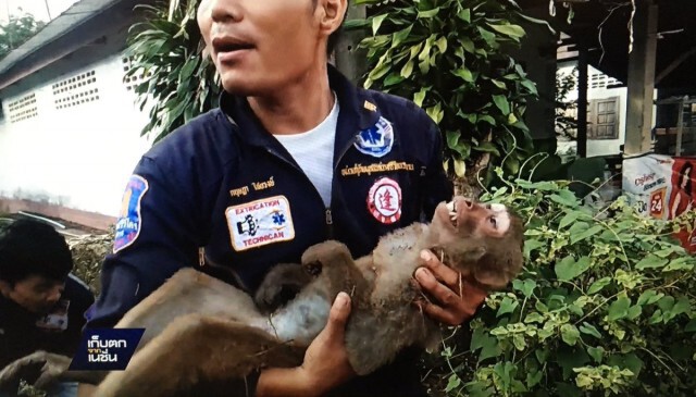 ลิงหลงฝูงไล่กัดคน ถูกไฟฟ้าช็อตตาย