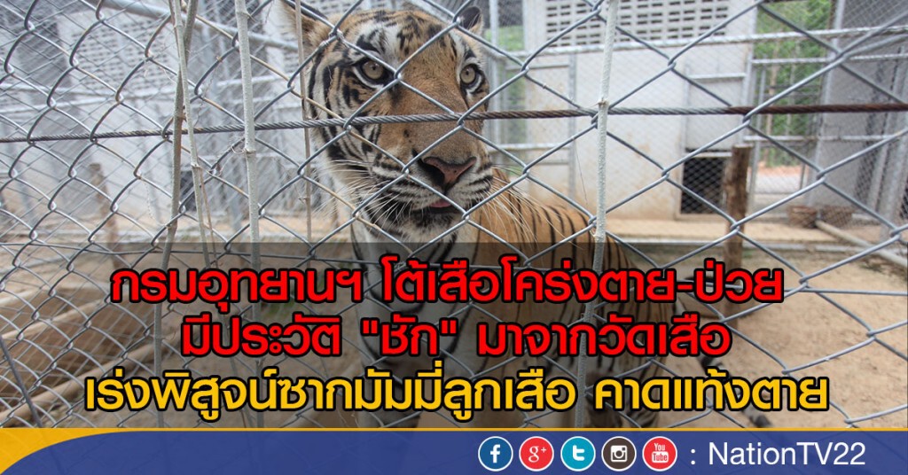 กรมอุทยานฯ โต้เสือโคร่งตาย-ป่วย 
มีประวัติ "ชัก" มาจากวัดเสือ
เร่งพิสูจน์ซากมัมมี่ลูกเสือ คาดแท้งตาย