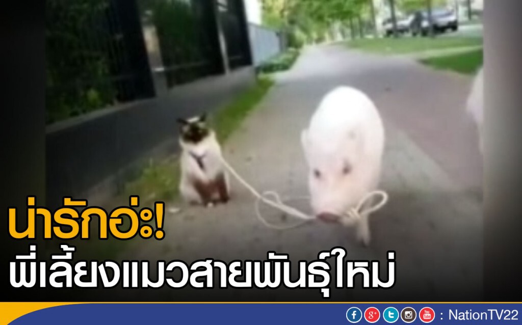 น่ารักอ่ะ! พี่เลี้ยงแมวสายพันธุ์ใหม่ น่ารักอ่ะ! พี่เลี้ยงแมวสายพันธุ์ใหม่