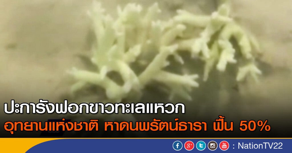 ปะการังฟอกขาวทะเลแหวก ฟื้น 50% ปะการังฟอกขาวทะเลแหวก ฟื้น 50%