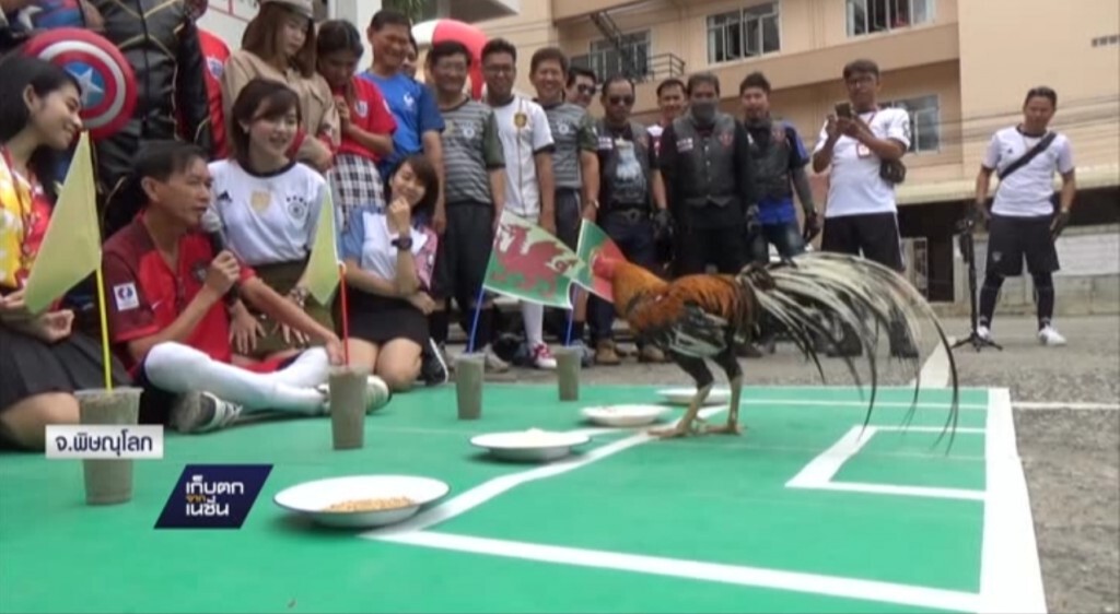 ไก่เหลืองหางขาวทายผลบอลยูโร