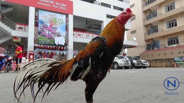 ไปรษณีย์พิษณุโลก 
จัด "ไก่เหลืองหางขาว" ทายผลแชมป์บอลยูโร