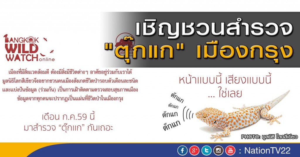 เชิญชวนสำรวจ "ตุ๊กแก" เมืองกรุง เชิญชวนสำรวจ "ตุ๊กแก" เมืองกรุง