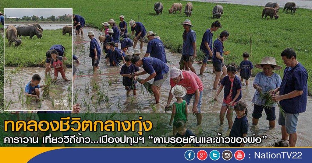 ทดลองชีวิตกลางทุ่ง...คาราวาน เที่ยววิถีข้าว...เมืองปทุมฯ "ตามรอยดินและข้าวของพ่อ" ทดลองชีวิตกลางทุ่ง...คาราวาน เที่ยววิถีข้าว...เมืองปทุมฯ "ตามรอยดินและข้าวของพ่อ"