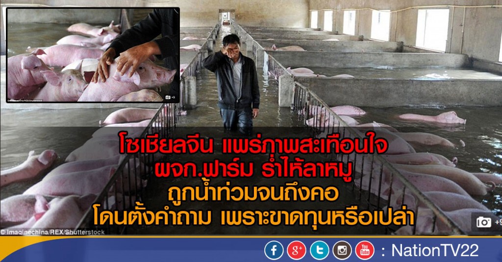 เกษตรกรจีนร้องไห้ลาหมู เกษตรกรจีนร้องไห้ลาหมู