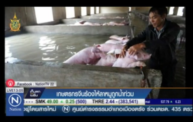 เกษตรกรจีนร้องไห้ลาหมู