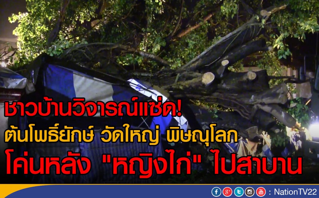 ชาวบ้านวิจารณ์แซ่ด! ต้นโพธิ์ยักษ์ วัดใหญ่ เมืองพิษณุโลก
โค่นหลัง "หญิงไก่" ไปสาบาน ชาวบ้านวิจารณ์แซ่ด! ต้นโพธิ์ยักษ์ วัดใหญ่ เมืองพิษณุโลก
โค่นหลัง "หญิงไก่" ไปสาบาน