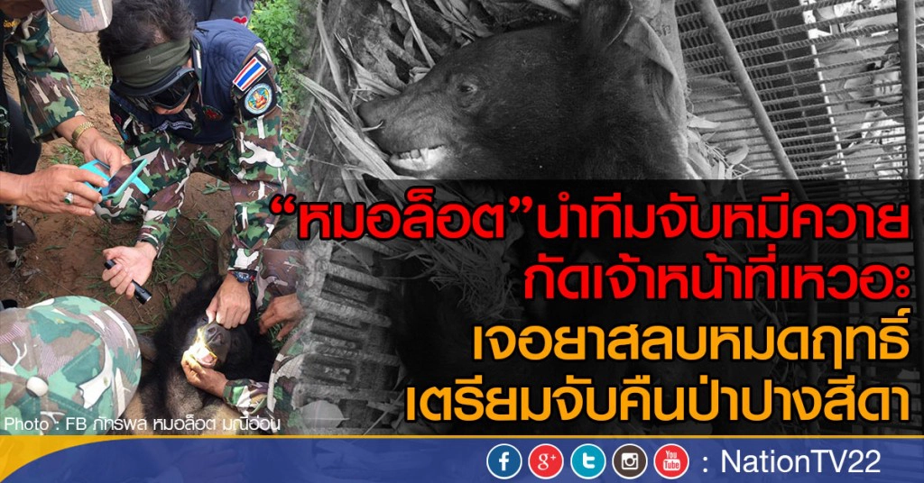 "หมอล็อต"นำทีมจับหมีควาย
กัดเจ้าหน้าที่เหวอะ เจอยาสลบหมดฤทธิ์ 
เตรียมจับคืนป่าปางสีดา