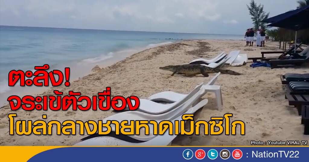 จระเข้โผล่กลางชายหาดเม็กซิโก จระเข้โผล่กลางชายหาดเม็กซิโก