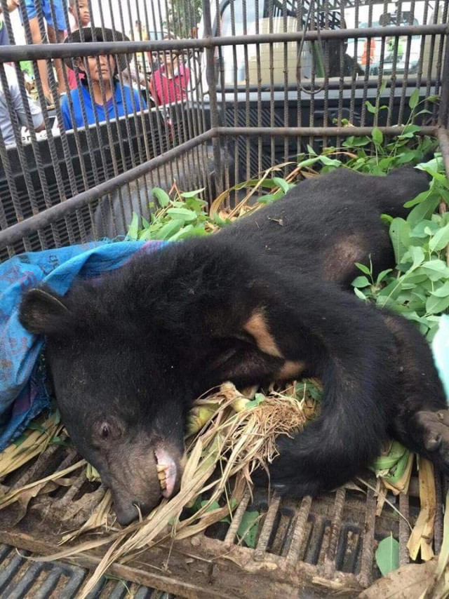 "หมอล็อต"นำทีมจับหมีควาย
กัดเจ้าหน้าที่เหวอะ เจอยาสลบหมดฤทธิ์ 
เตรียมจับคืนป่าปางสีดา