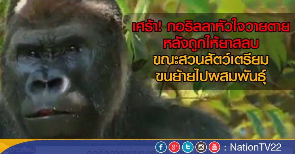 กอริลลาตายขณะรอขนย้ายไปหาคู่ กอริลลาตายขณะรอขนย้ายไปหาคู่