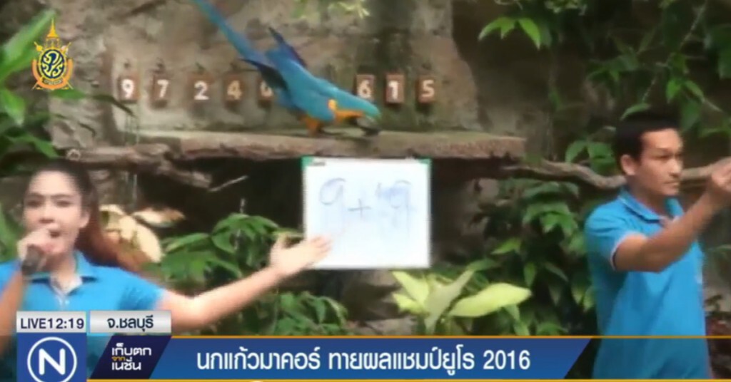 นกแก้วมาคอร์ ทายผลแชมป์ฟุตบอลยูโร 2016