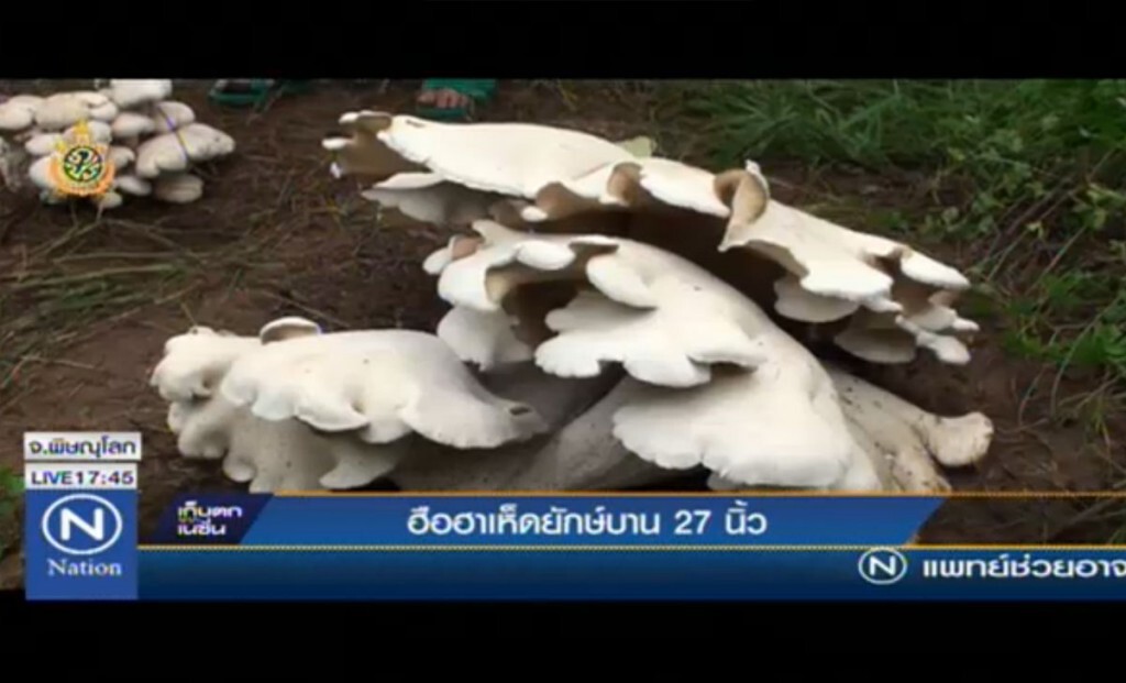 ฮือฮาเห็ดยักษ์บาน 27 นิ้ว