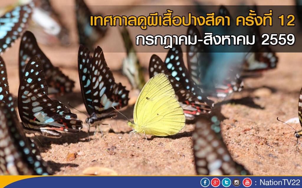 เทศกาลดูผีเสื้อปางสีดา ครั้งที่12 กรกฎาคม-สิงหาคม 2559 เทศกาลดูผีเสื้อปางสีดา ครั้งที่12 กรกฎาคม-สิงหาคม 2559