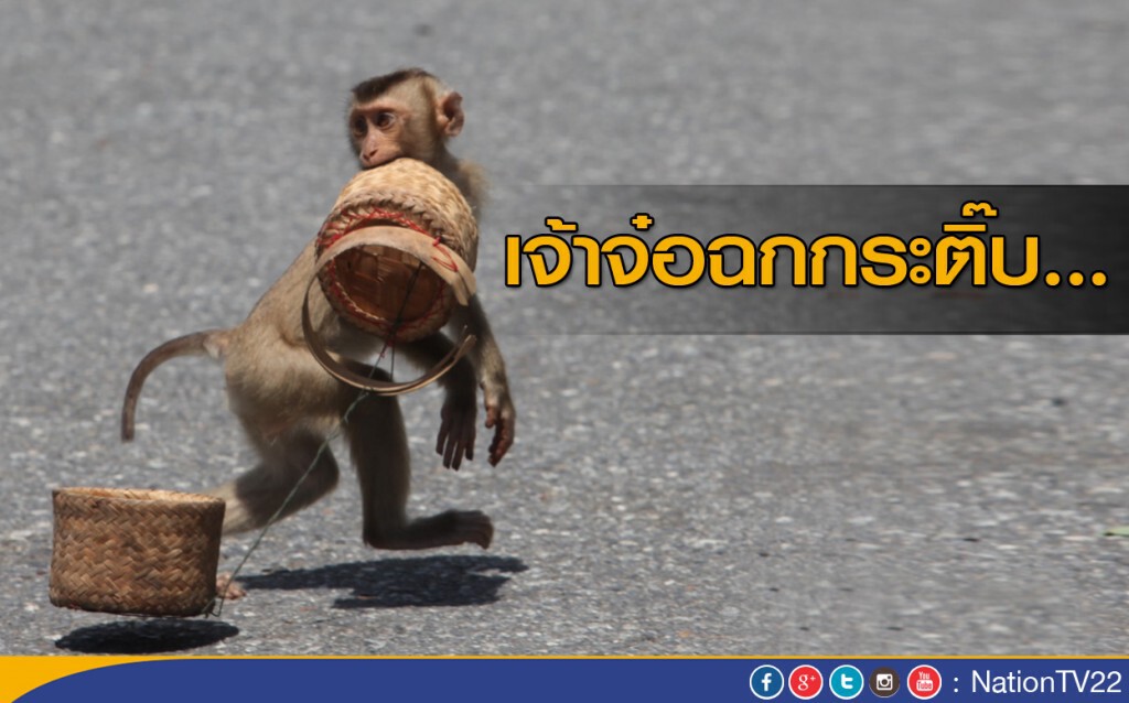 เจ้าจ๋อฉกกระติ๊บ เจ้าจ๋อฉกกระติ๊บ