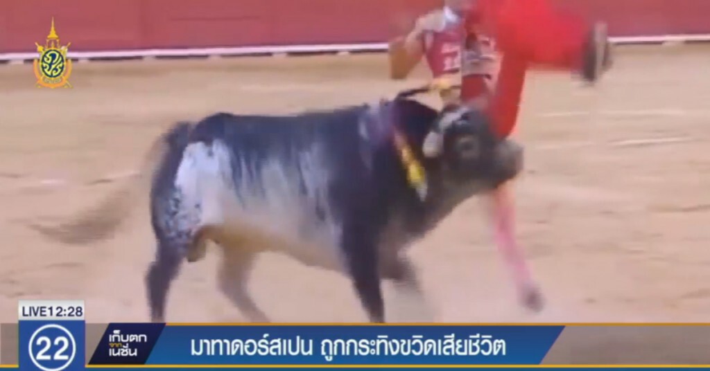 มาทาดอร์สเปนถูกกระทิงขวิดเสียชีวิต